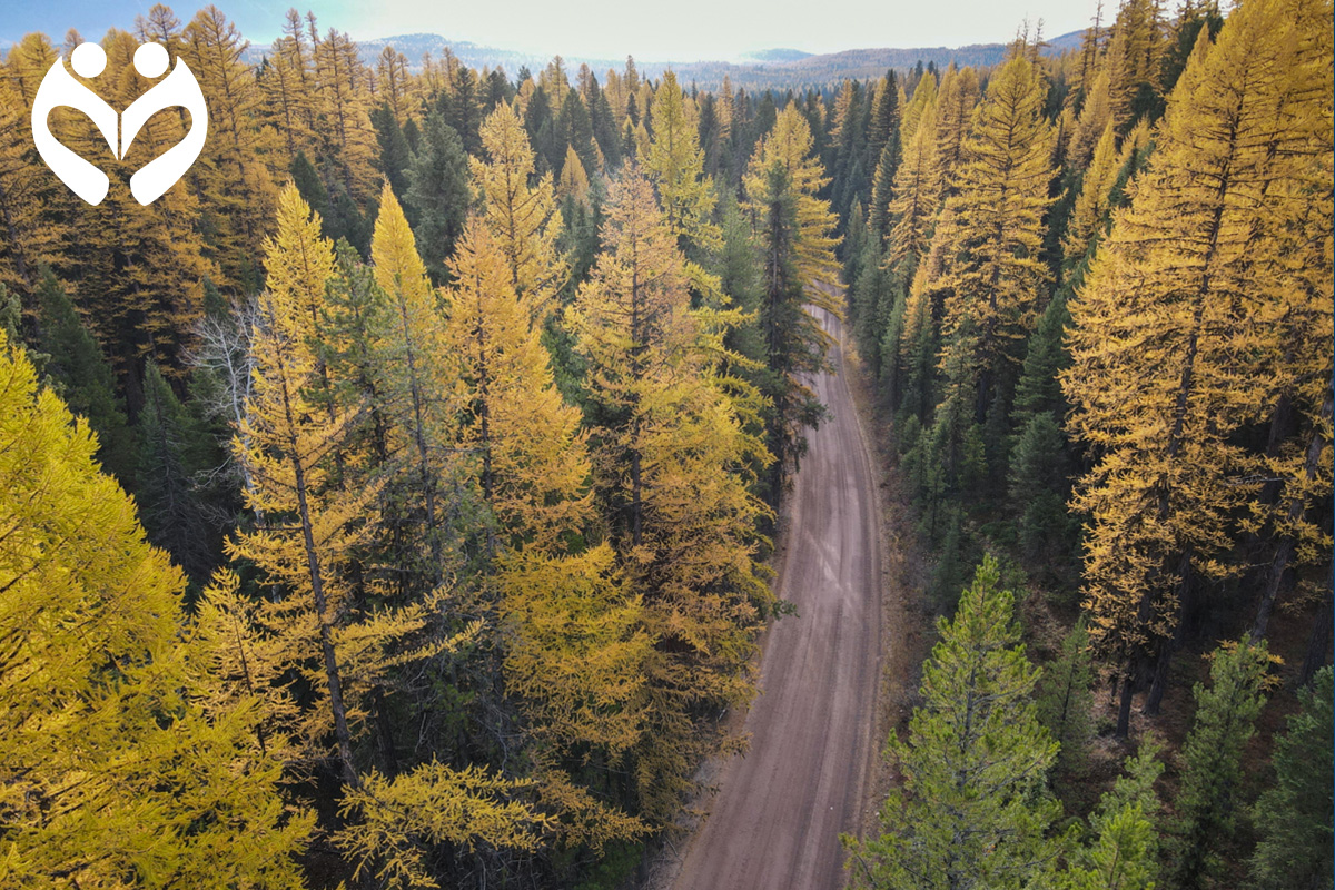 yellow trees in fall with a road