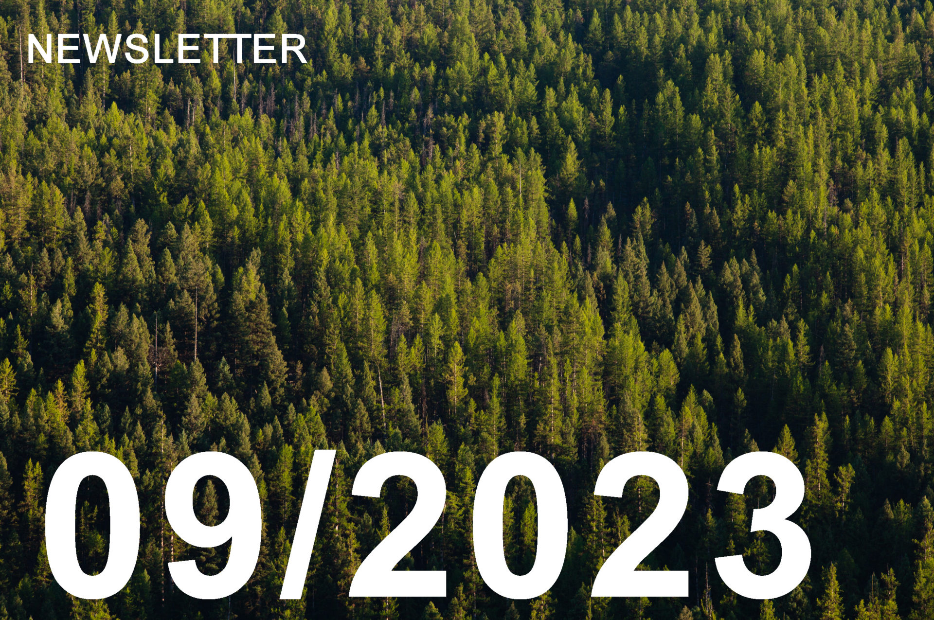 photo of green pine trees in a forest shot from an overhead angle.