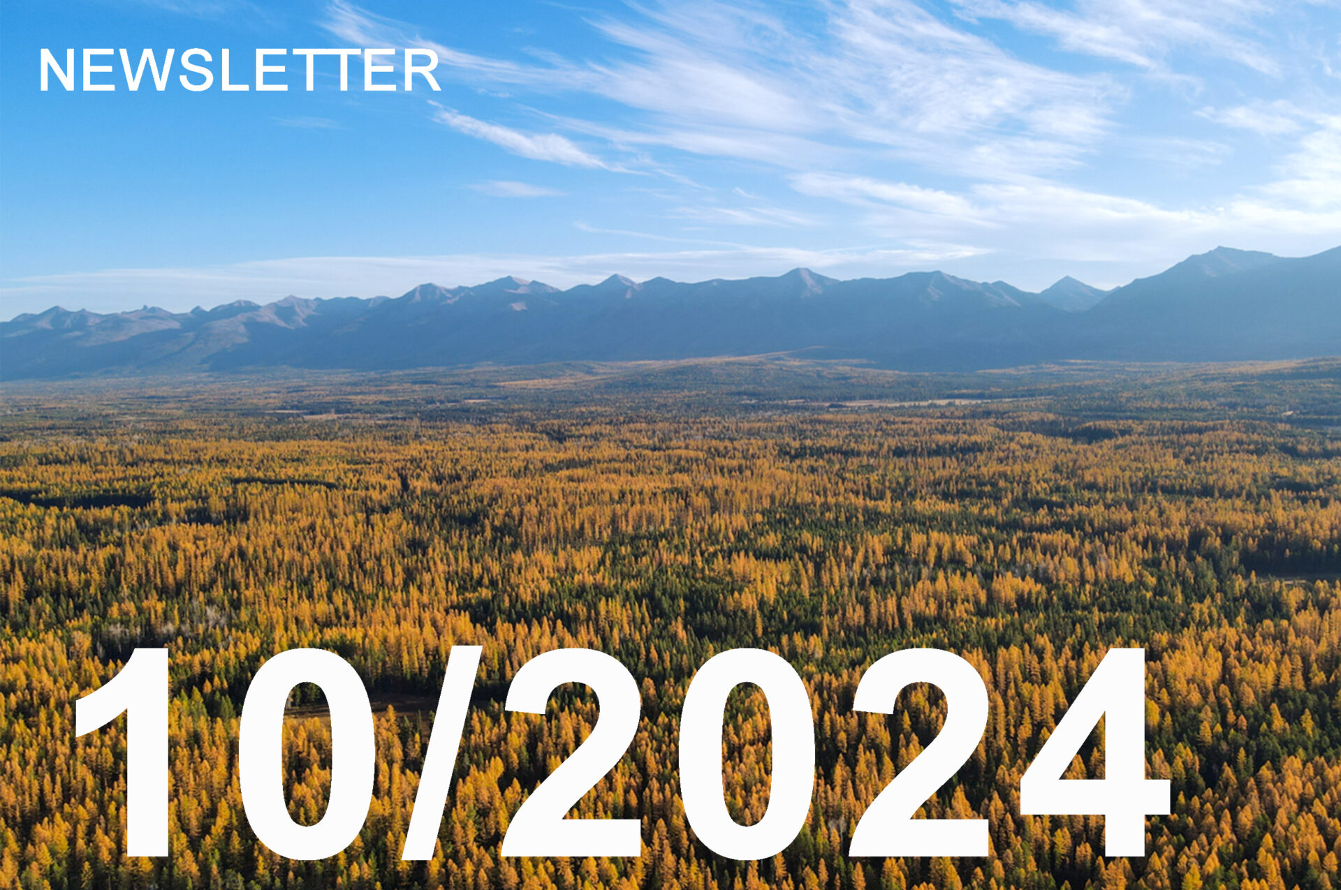 scenic landscape depicting blue sky and an expansive view of larch trees turning yellow in the fall in montana.